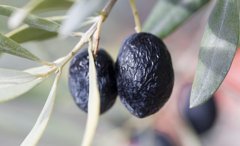 Olives noires de Nyons dans la Drôme