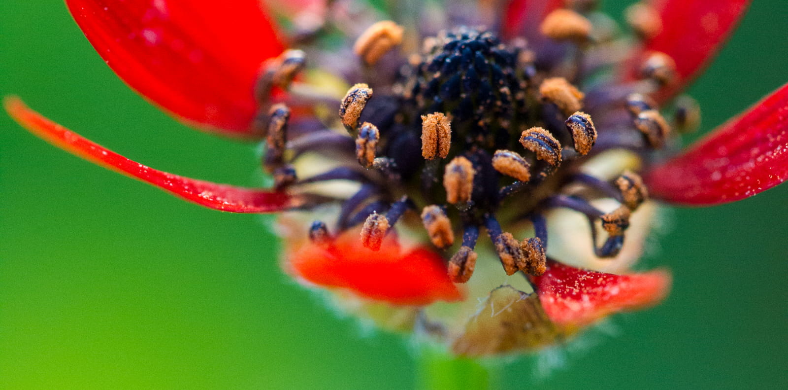 Fleur rouge