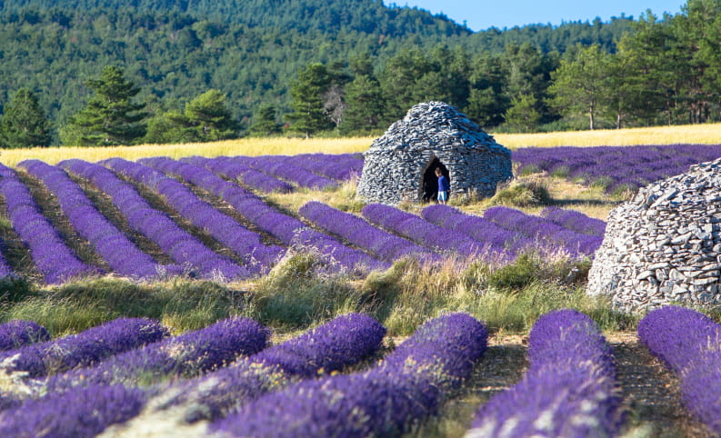 Bories (petites maisons de pierre) dans un champ de lavande