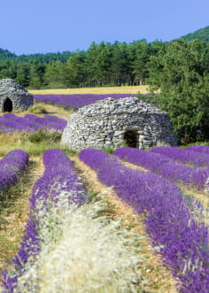 La Drôme Provençale - bories dans les champs de lavande