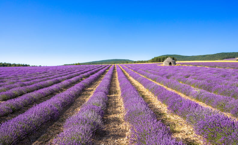 Champ de lavande et borie en Drôme provençale