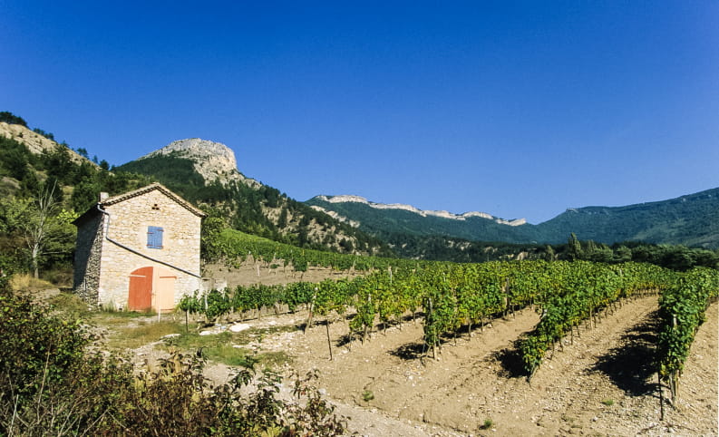 Cabanon dans les vignobles de Clairette de Die - incontournable de la Drôme