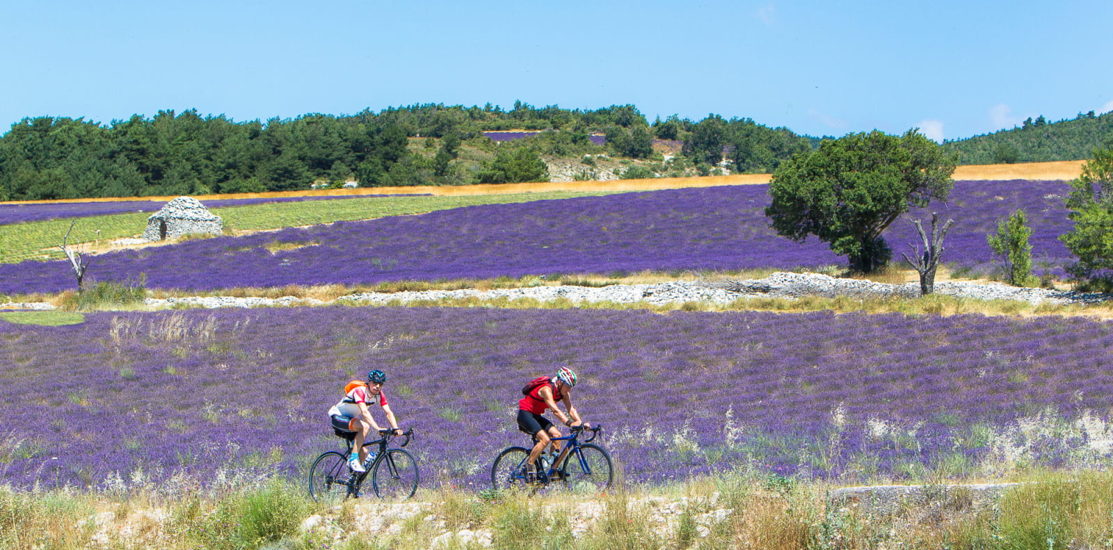 Vélo - cyclotourisme entre les champs de lavande dans les Baronnies provençales - Top des spots nature de la Drôme