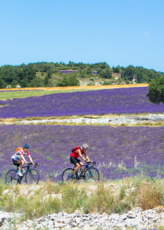 Vélo - cyclotourisme entre les champs de lavande dans les Baronnies provençales - Top des spots nature de la Drôme