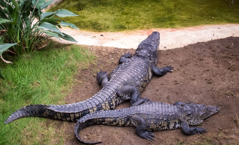 Ferme aux crocodiles en Drôme provençale - incontournable