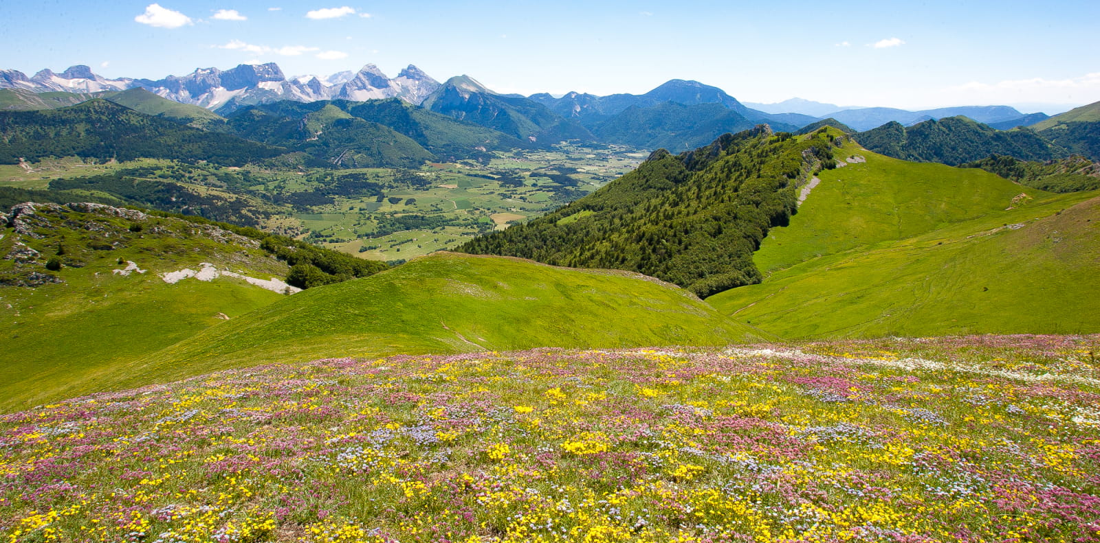 prairies de montagne fleuriesiries