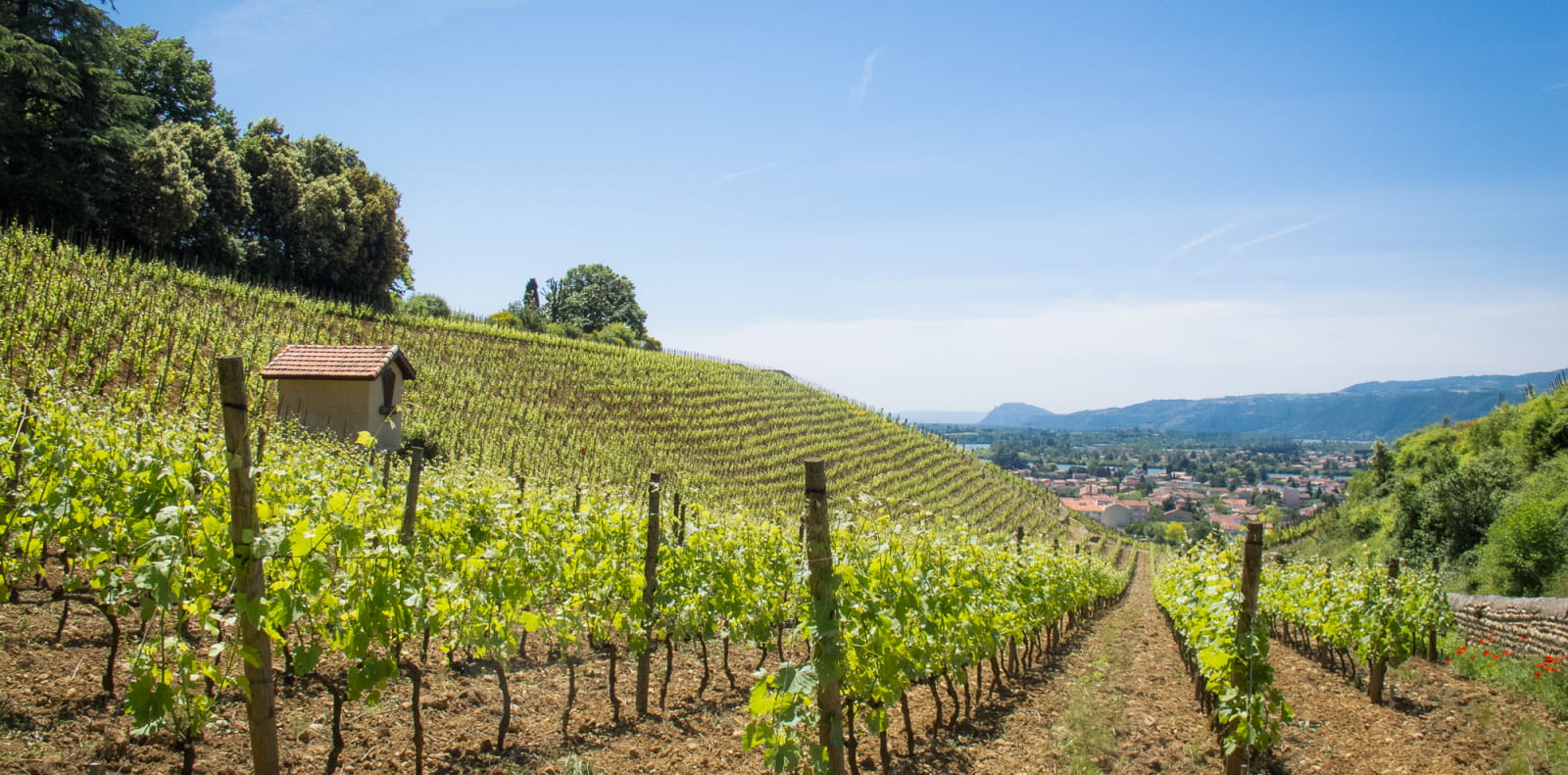 Les côteaux de Tain-l'Hermitage proche de la véloroute voie verte Viarhôna