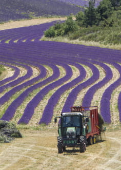 Producteur de lavande dans les Baronnies Provençales - Drôme