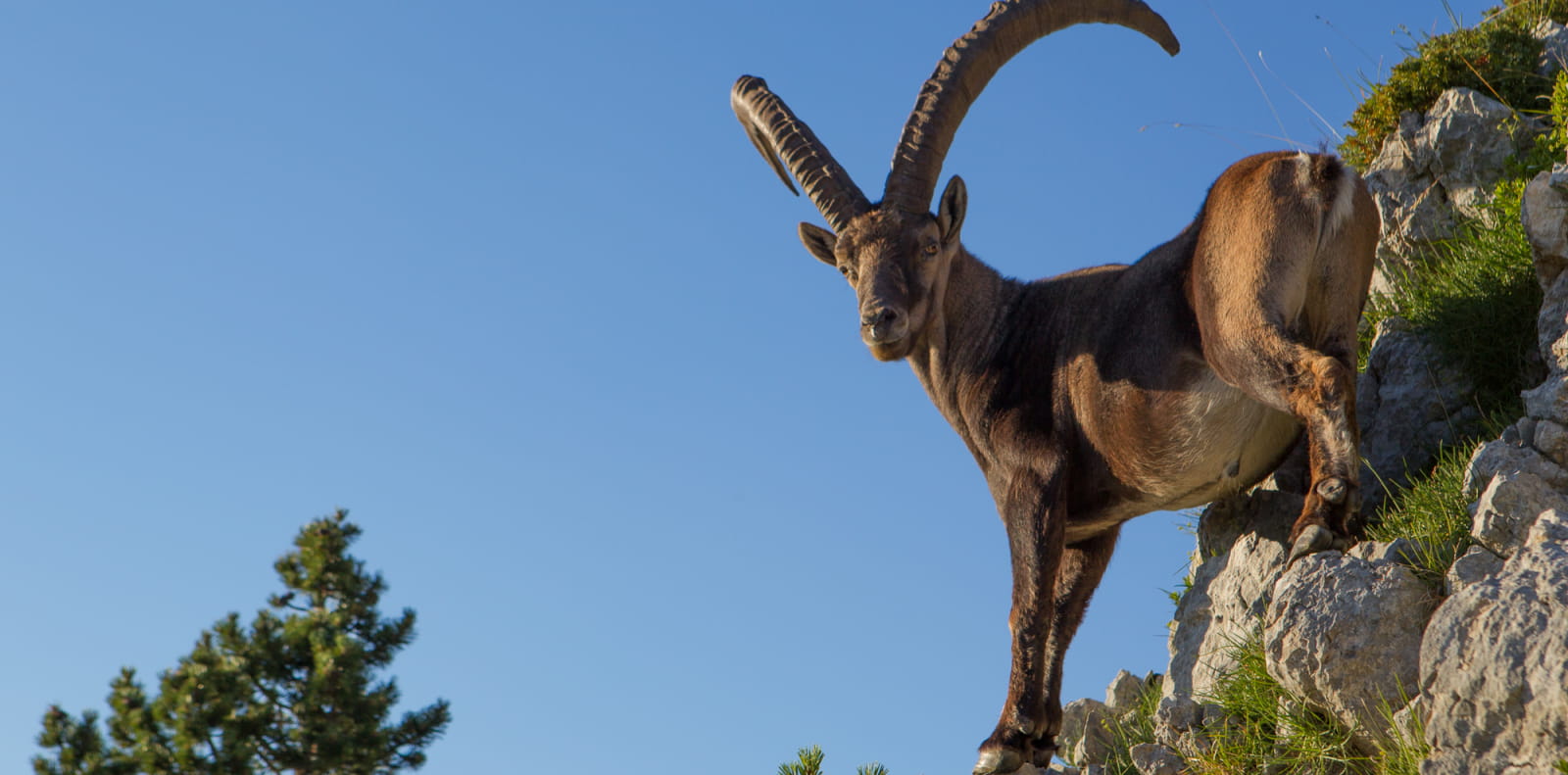 Bouquetin sur un rocher dans le parc naturel régional du Vercors