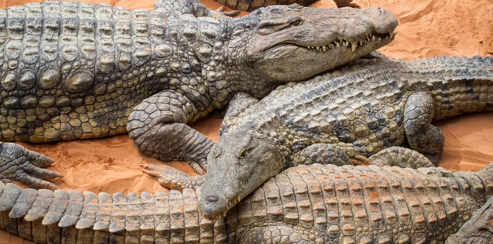 spécimens de crocodiles