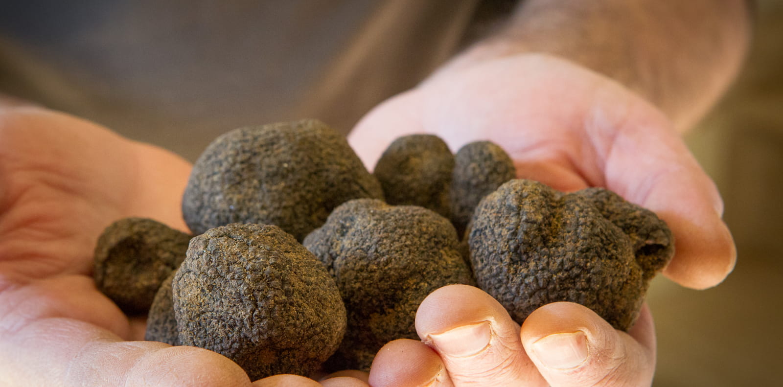 Truffes noires de la Drôme