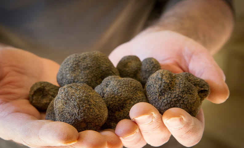 Truffes noires de la Drôme