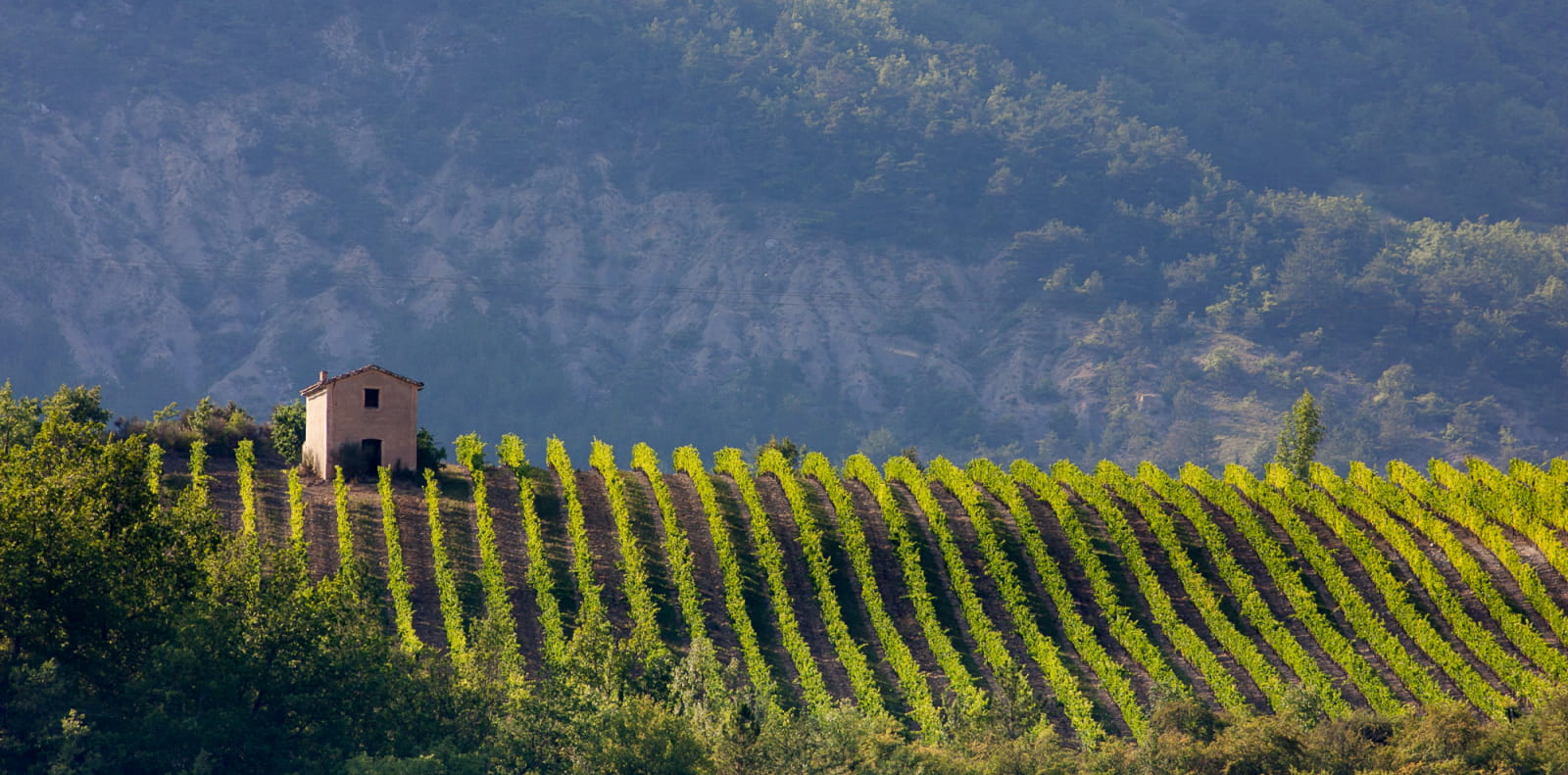 Paysage de vignobles avec cabanon à Vercheny dans la Drôme, sur la Vélodrôme