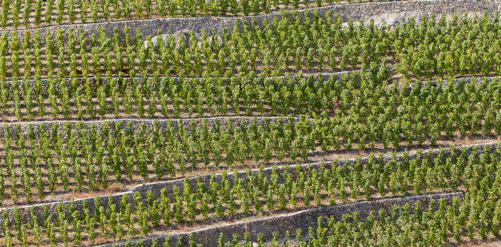 Vignes en terrasse