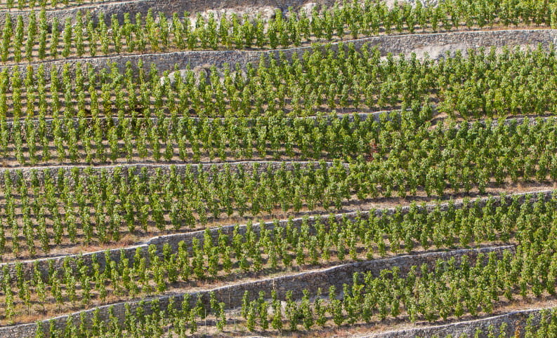 Vignes en terrasse