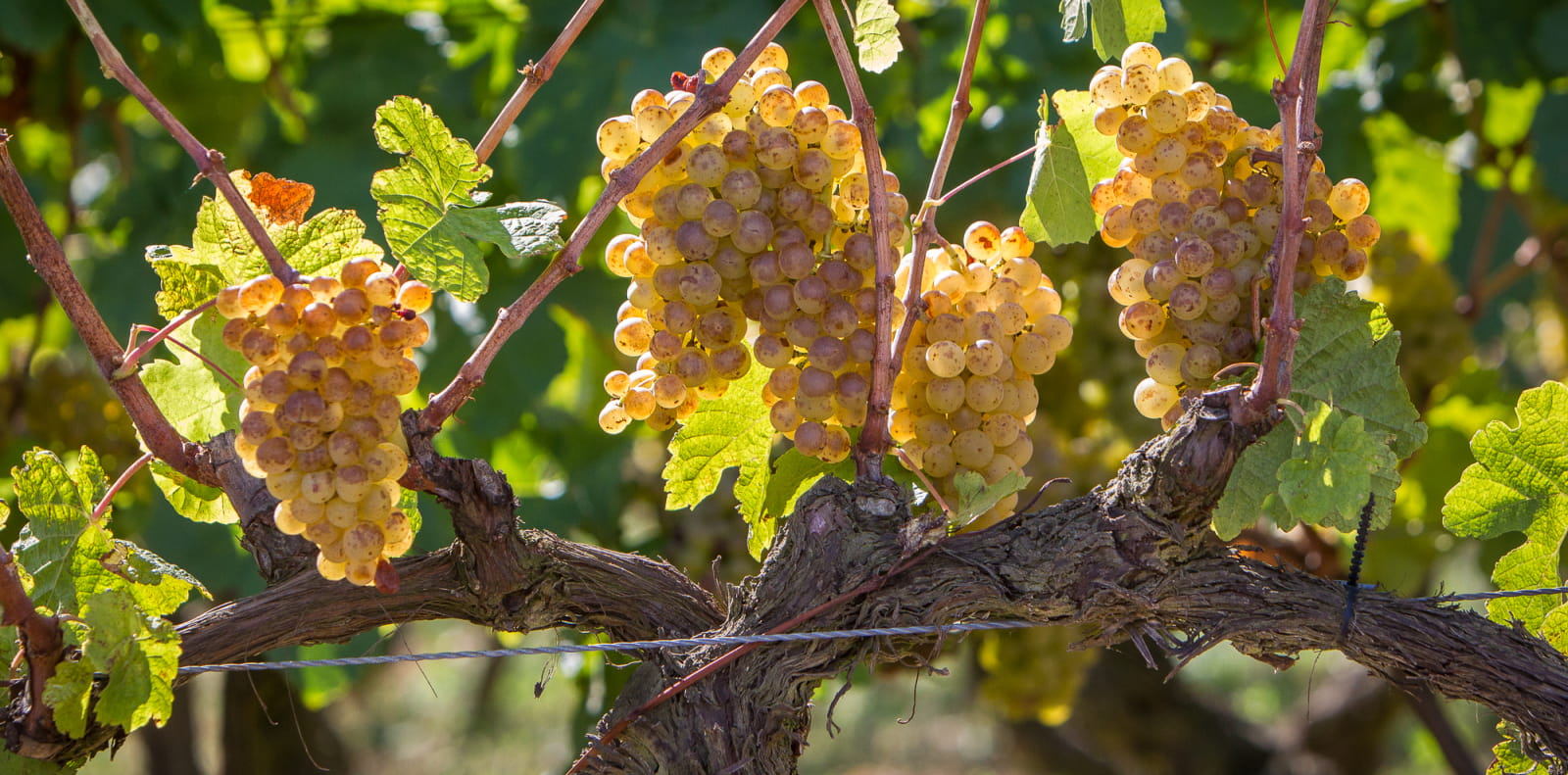 Grappes de raisins blanc