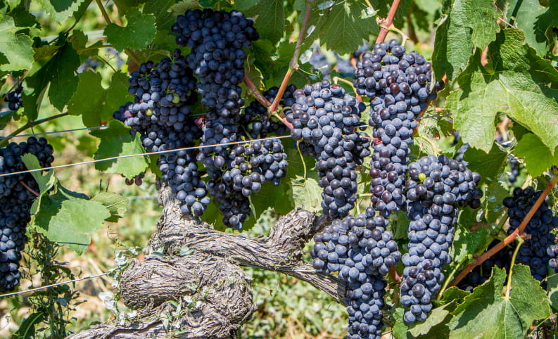 Grappe de raisin noir