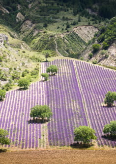 Champ de lavande dans les Baronnies Provençales à Barret de Lioure