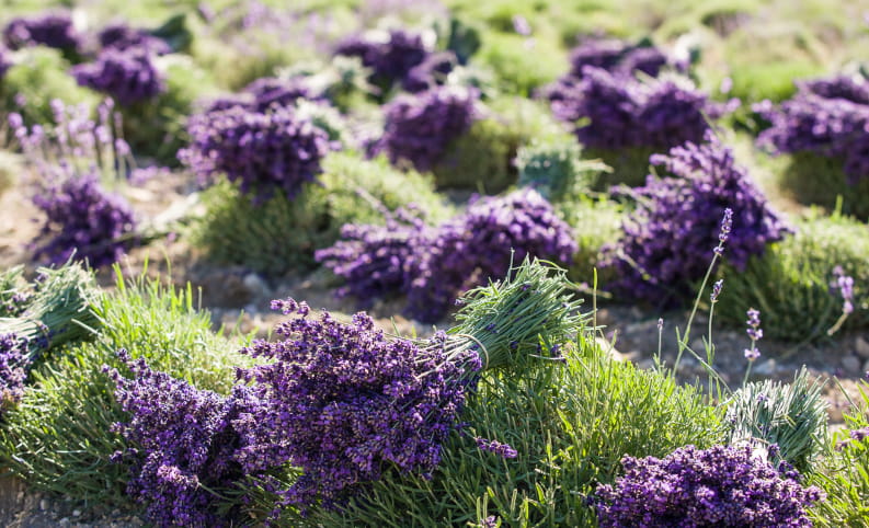 Bouquets de lavande