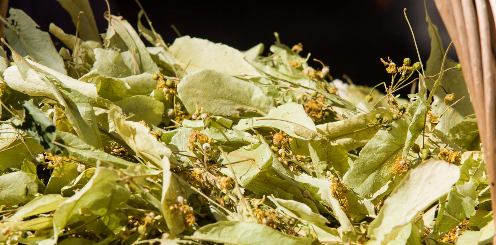 feuilles et fleurs de tilleul en vrac