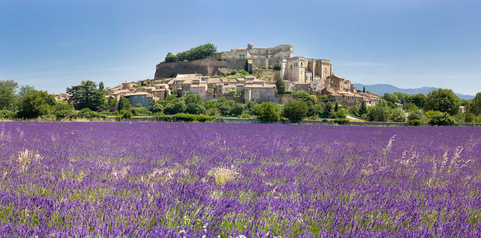 Grignan, village et château perchés sur une colline, surplombant un champ de lavande en fleurs