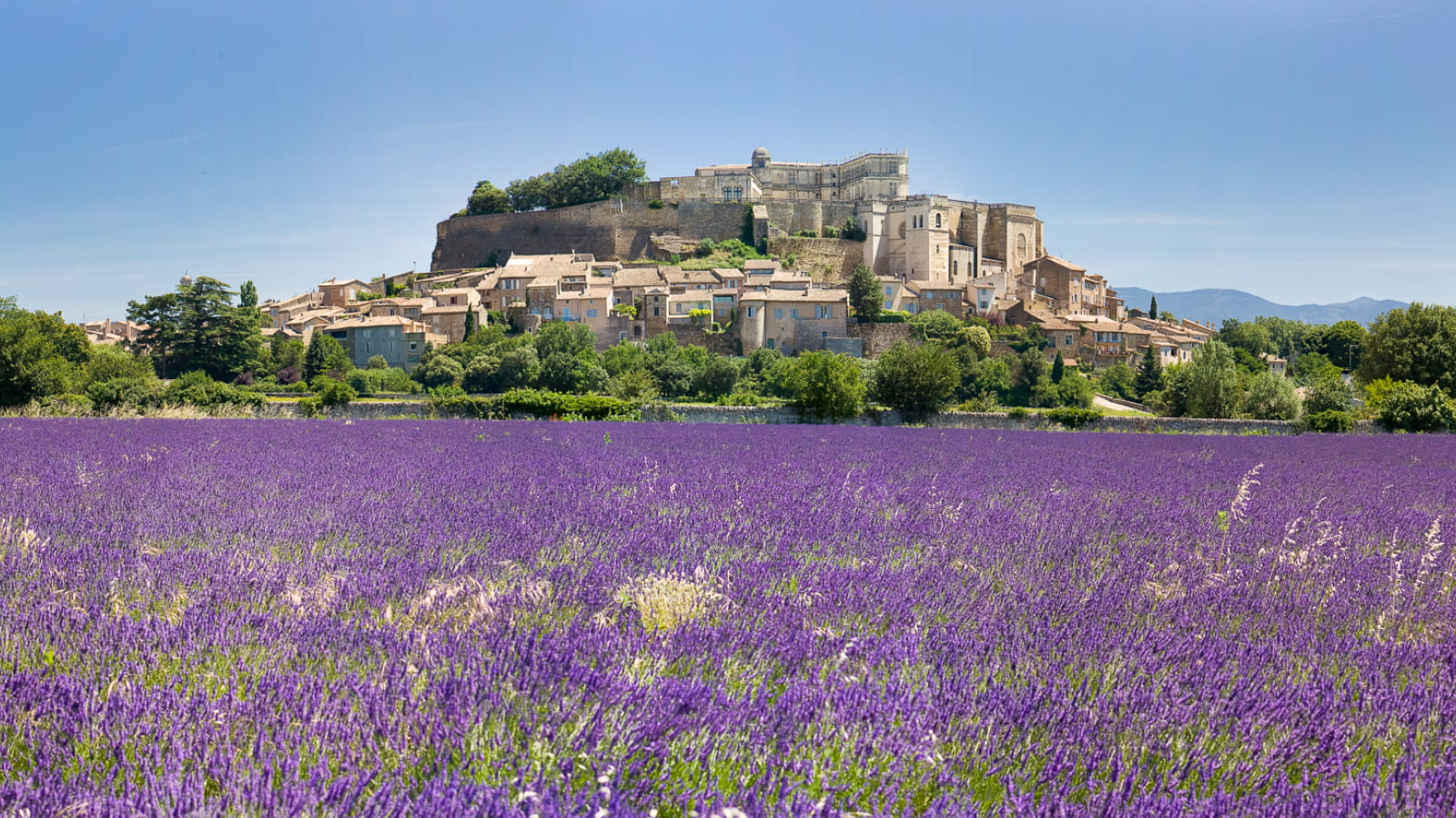 Grignan, village et château perchés sur une colline, surplombant un champ de lavande en fleurs