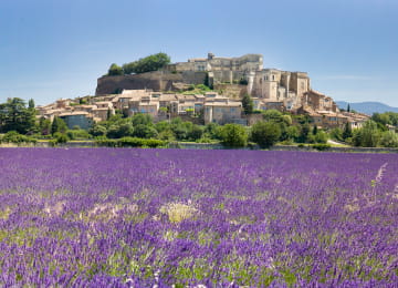 Grignan, village et château perchés sur une colline, surplombant un champ de lavande en fleurs