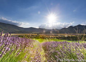 La Drôme Tourisme - champ de lavande à Marignac en Diois