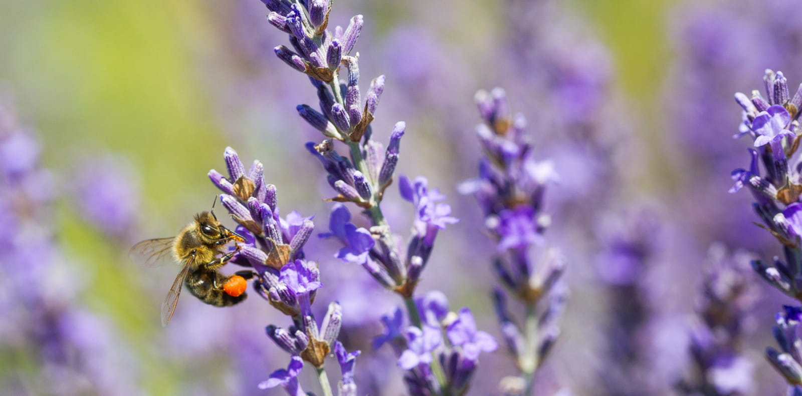 abeille sur lavande en fleurs