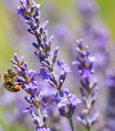 abeille sur lavande en fleurs
