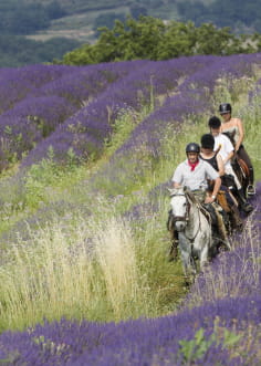 Balade à cheval dans les champs de lavande la Drôme